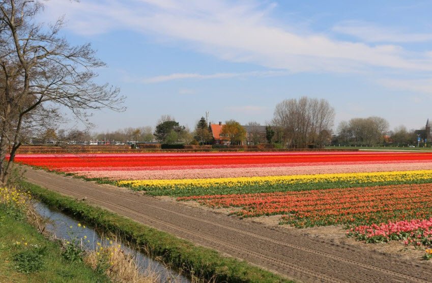 Bollenstreek (Flower Route)